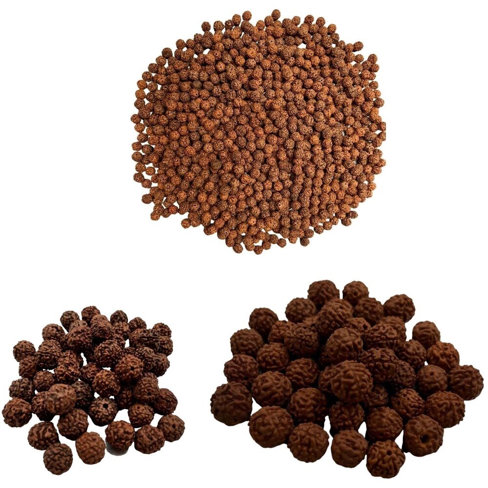 6240 Natural Rudraksh 121 Piece Loose Rudraksha Mala, Genuine Himalayan